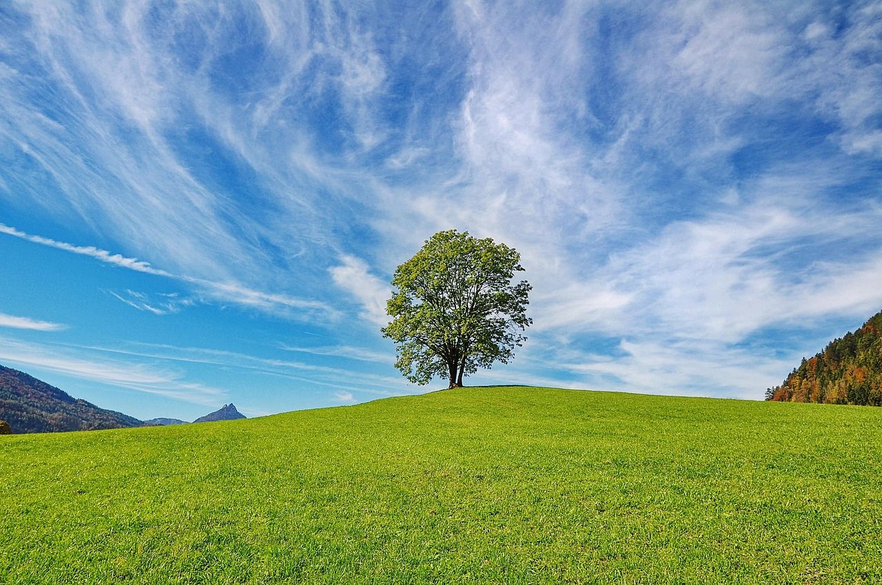 Grand arbre seul sur une pelouse dégagée