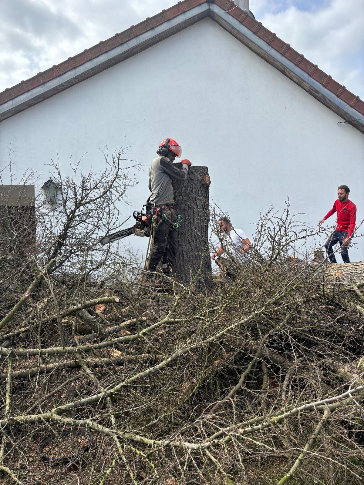 Abattage d'un arbre par démontage près d'une maison
