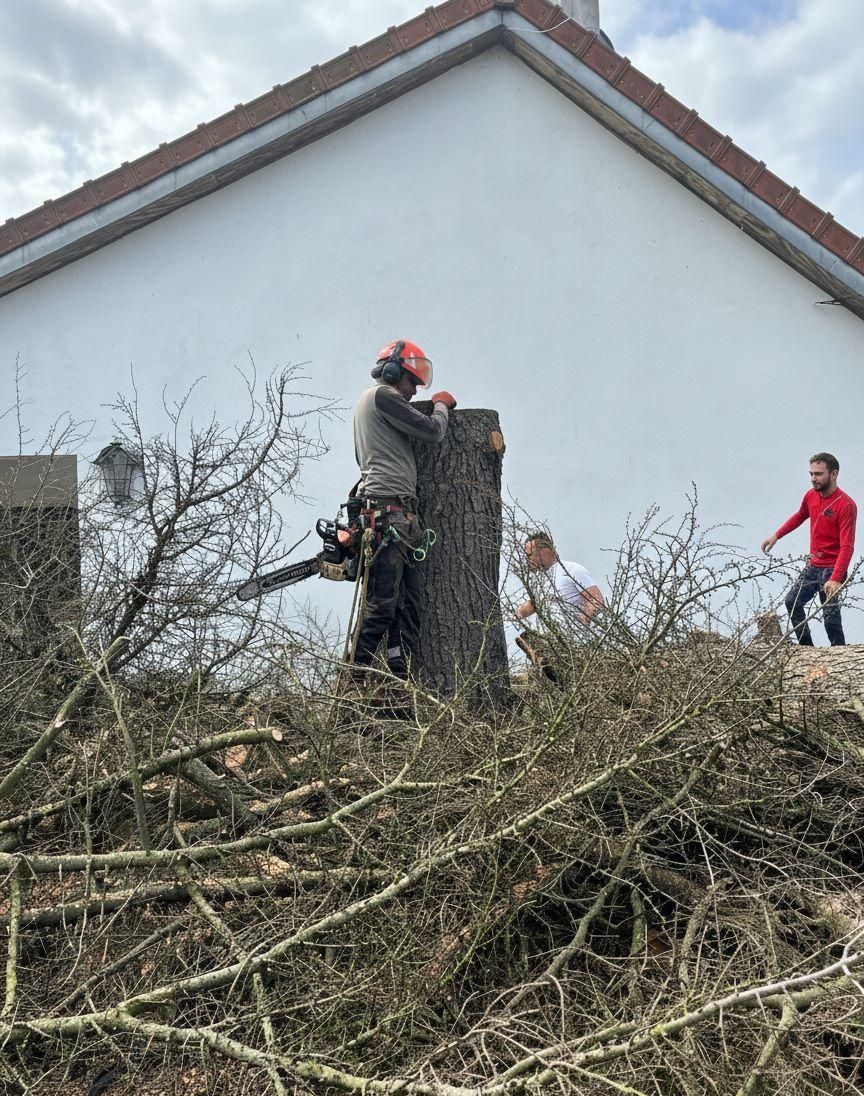 L'équipe Roussalino pendant un abattage d'arbre par démontage