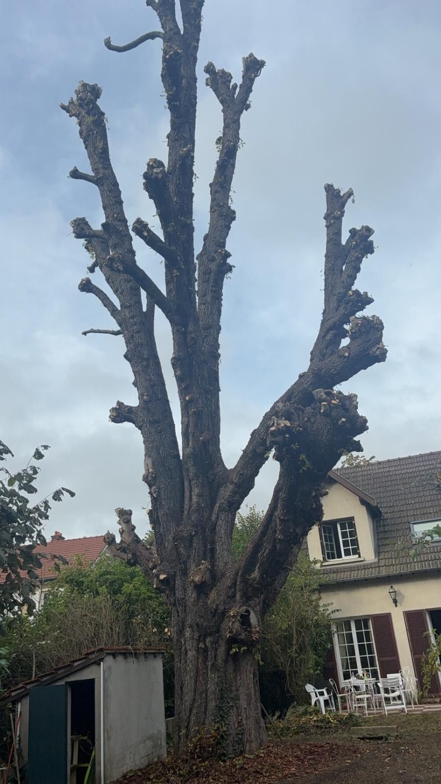 Arbre élagué dans un jardin de pavillon
