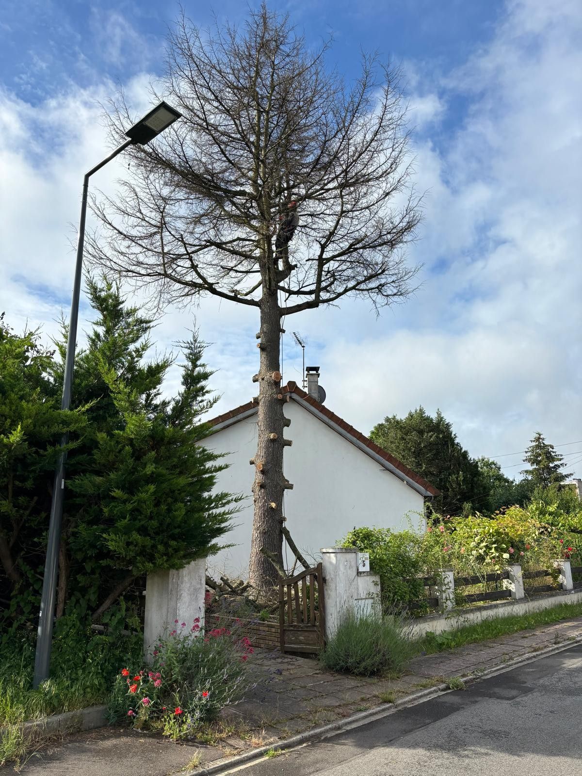 Arbre en bord de rue après élagage