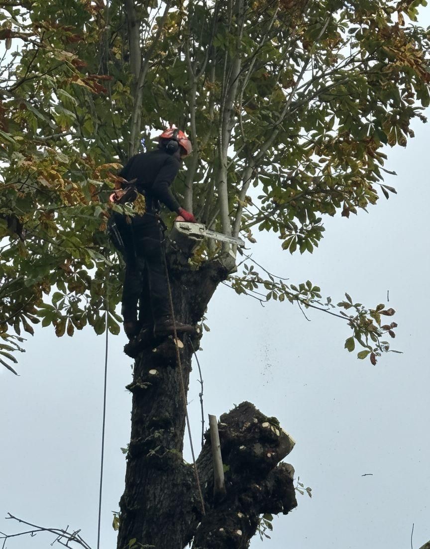 Élagueur grimpeur de l'équipe Roussalino en train de tailler un arbre