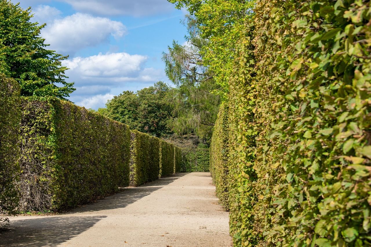 Allée bordée de hautes haies taillées