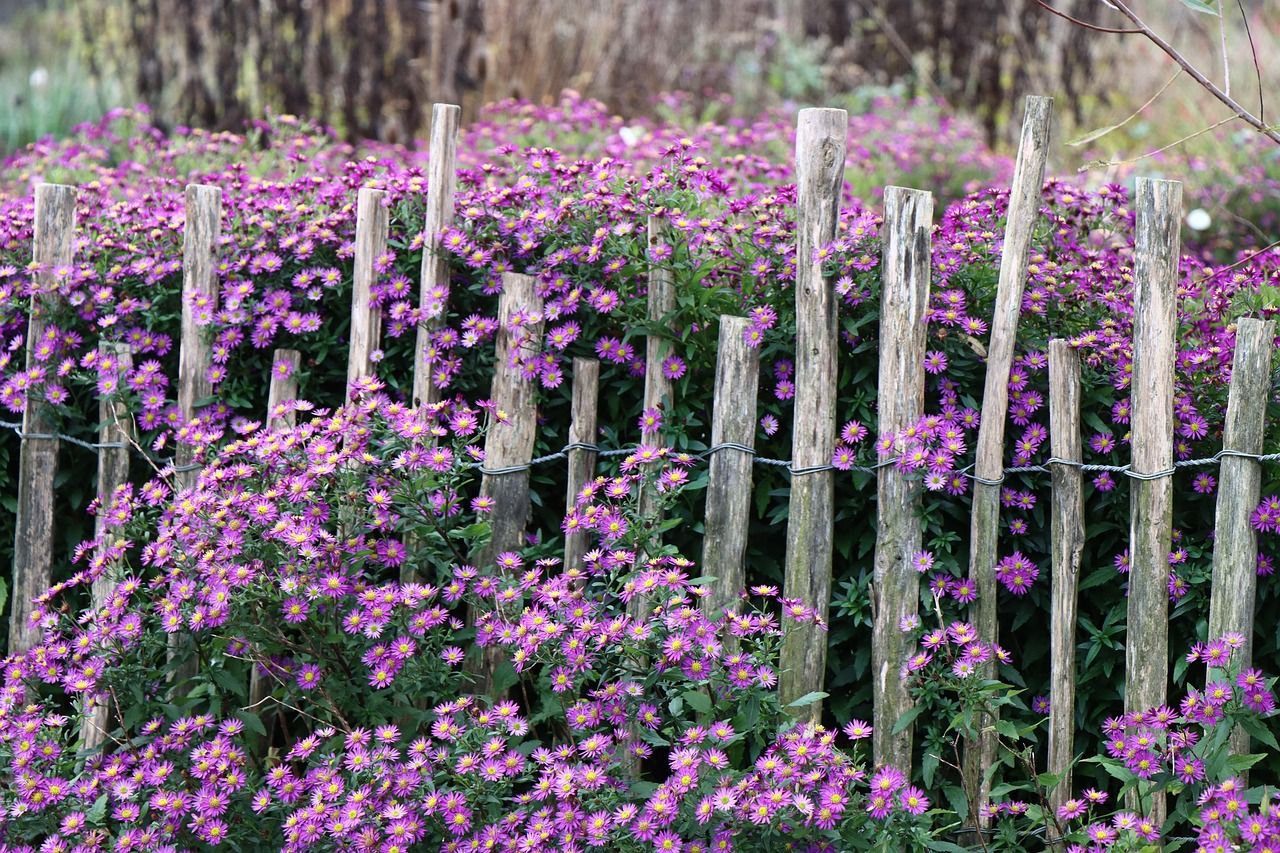 Clôture en ganivelle de châtaignier devant des fleurs